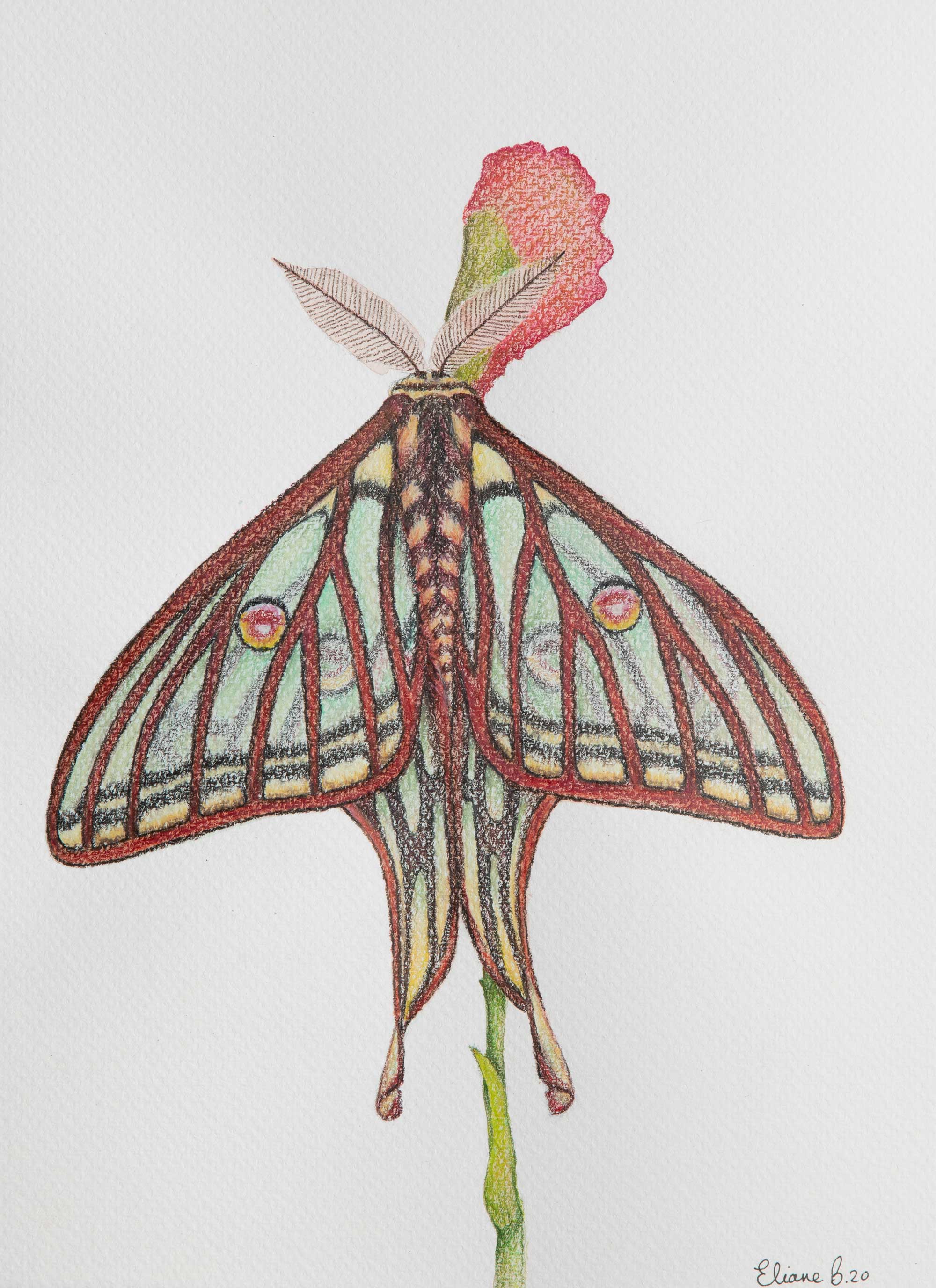 Papillon graellsia isabellae