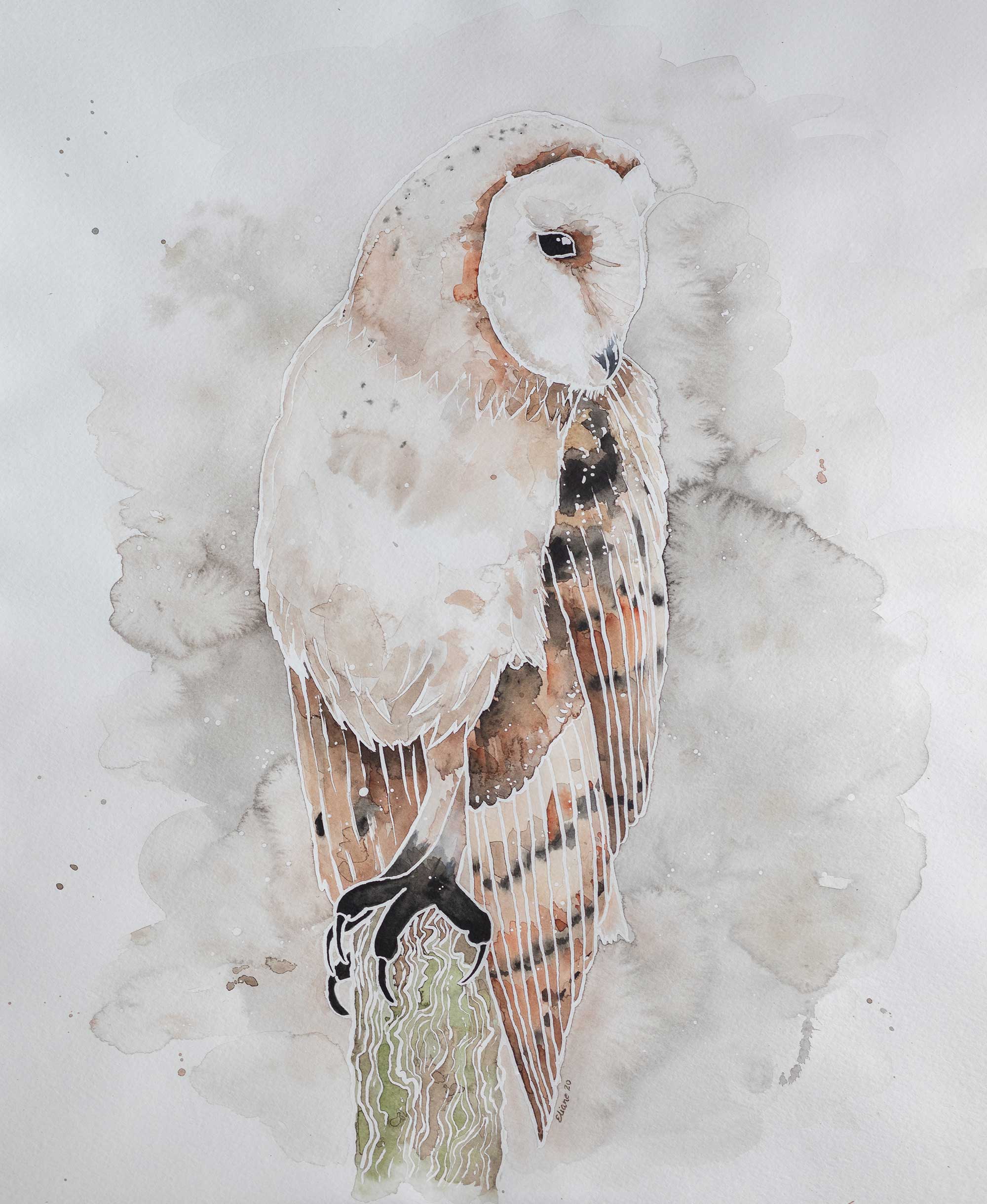 Effraie des clochers