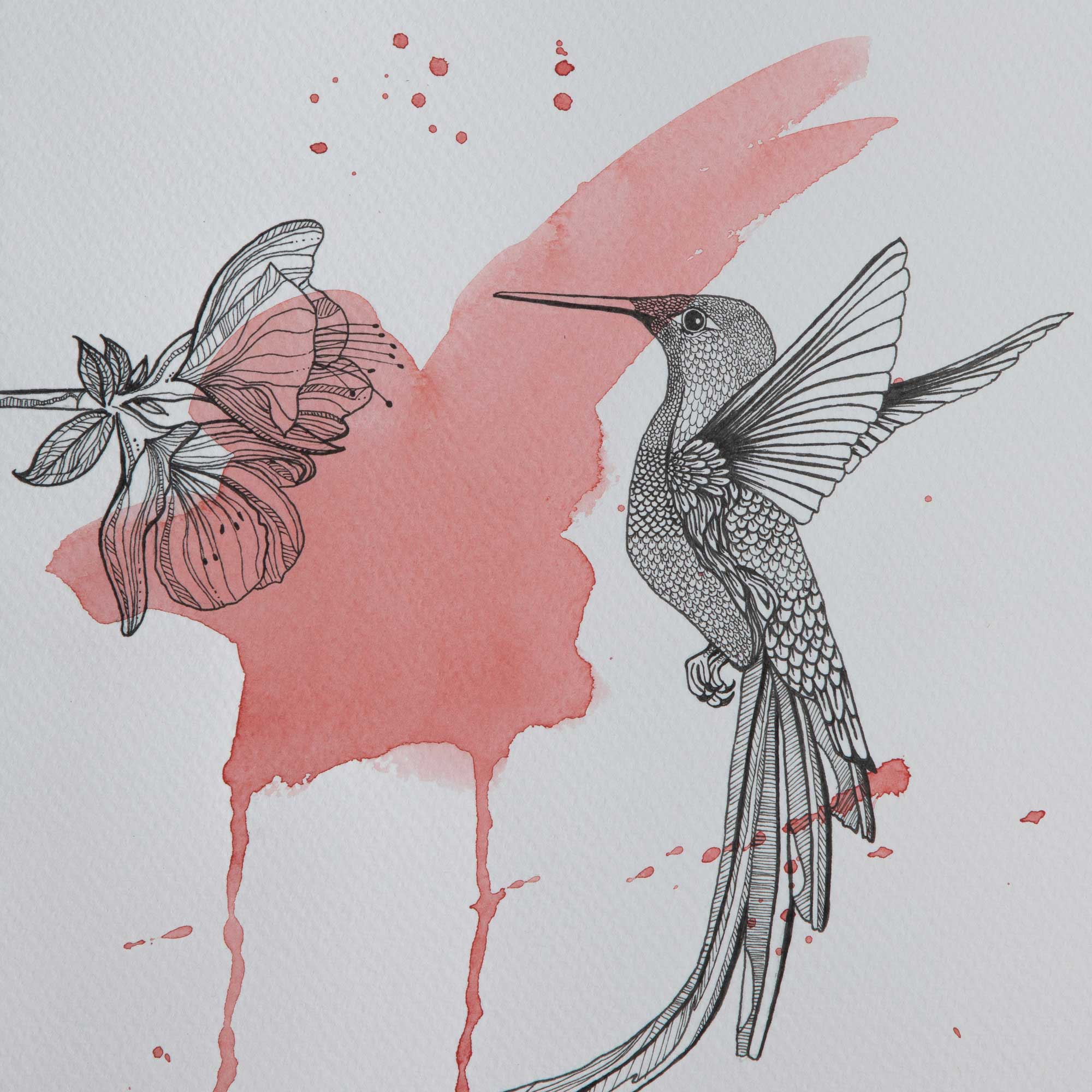 Colibris